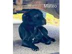 Mateo American Pit Bull Terrier Puppy Male