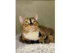 Pixie Lou Domestic Shorthair Senior Female