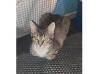 Noodle Domestic Shorthair Kitten Female