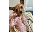 Adopt Elvis a Yorkshire Terrier, Chinese Crested Dog