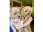 Adopt Costello a Yorkshire Terrier, Chinese Crested Dog
