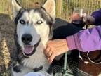 Adopt Barry $100 adoption fee ALL DOGS a Siberian Husky