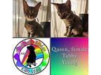 Queen Tabby Young Female