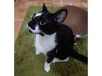 Winona Domestic Shorthair Adult Female