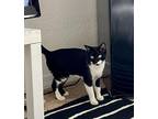 Flaquita Domestic Shorthair Adult Female