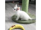 Sally Ride Domestic Shorthair Kitten Female