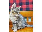 Trick Domestic Shorthair Kitten Female