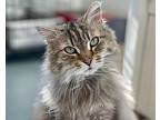 Speck Domestic Mediumhair Senior Female