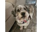 Adopt Joey LW a Lhasa Apso