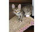 FLINTSTONES BETTY and BARNEY Domestic Shorthair Kitten Female