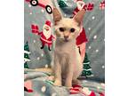 Marshmallow C2023 AB CP Domestic Shorthair Kitten Female