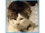 SCRUFFY Norwegian Forest Cat Young Male