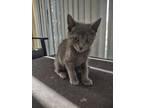 Matcha (Tea Litter) Domestic Shorthair Kitten Female