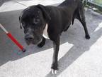 SCRATTON Bullmastiff Adult Female