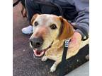 Adopt Shamus a Cattle Dog, Labrador Retriever