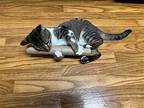 Baby Domestic Shorthair Kitten Female