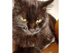 Penny Lane 6 yrs Domestic Longhair Adult Female