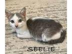 Seelie C2023 HH in RI Domestic Shorthair Kitten Female