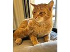 Timmy Domestic Shorthair Young Male