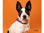 Billie Jean Australian Cattle Dog Adult Female