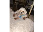 Fozzie Shih Tzu Adult Male