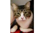 Osvaldo Domestic Shorthair Adult Male