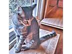 Feisty Domestic Shorthair Kitten Female