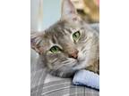 Greenbean Casserole Domestic Shorthair Adult Male