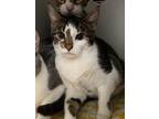 Winifred Domestic Shorthair Young Female