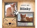 Blinky American Shorthair Kitten Male