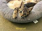 Maserati Domestic Shorthair Kitten Male