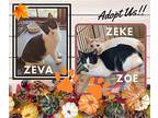 Zevz, Zoe, Zeke Domestic Shorthair Young Female