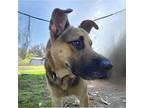 Forest German Shepherd Dog Adult Male