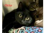 Adopt Otto a Domestic Short Hair