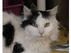 Foxy Domestic Longhair Adult Female