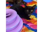 Starburst AB C2023 in RI Domestic Shorthair Kitten Female