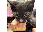 Victor Domestic Shorthair Kitten Male
