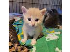 Milo Kitten Domestic Shorthair Kitten Male