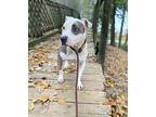 North Staffordshire Bull Terrier Adult Female