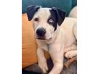 Adopt Flounder a Pit Bull Terrier, Mastiff