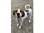 Thumper English (Redtick) Coonhound Adult Male