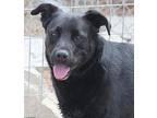 Sharky Labrador Retriever Adult Male