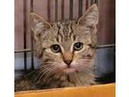 Adopt Biscuit Waffle a Bengal