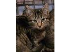 Adopt Biscuit Pancake a Bengal