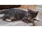Quentin (bonded with Simone) Domestic Shorthair Kitten Male