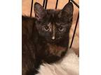 Elliot Domestic Shorthair Kitten Male