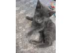 Chamomile (Tea Litter) Domestic Shorthair Kitten Female