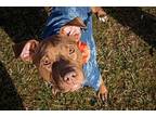 Sadie American Pit Bull Terrier Young Female