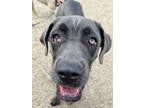 Harlow Cane Corso Puppy Female