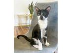 Star Lord Domestic Shorthair Kitten Male